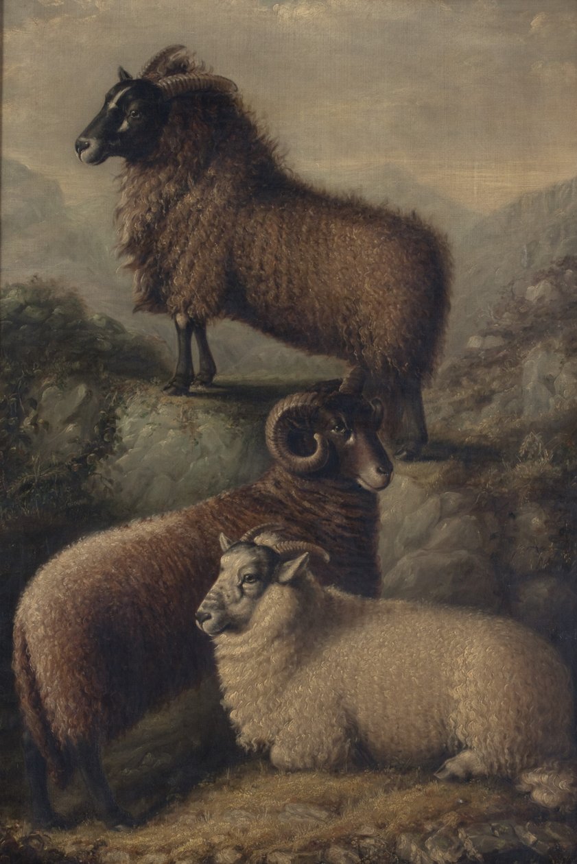  av William Shiels