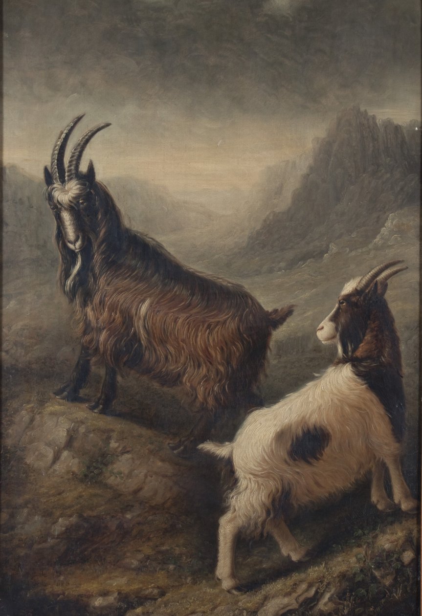  av William Shiels