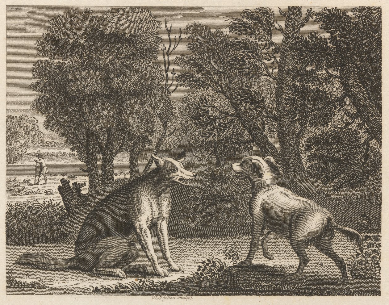 Gjeterens hund og ulven av William Skelton