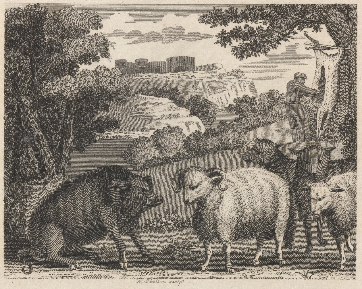 Villsvinet og væren av William Skelton