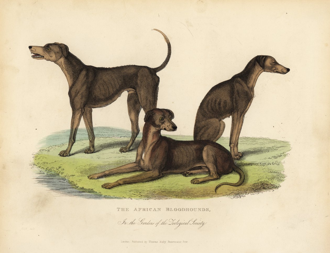 Afrikanske blodhunder i hagene til Zoological Society. av William Smellie