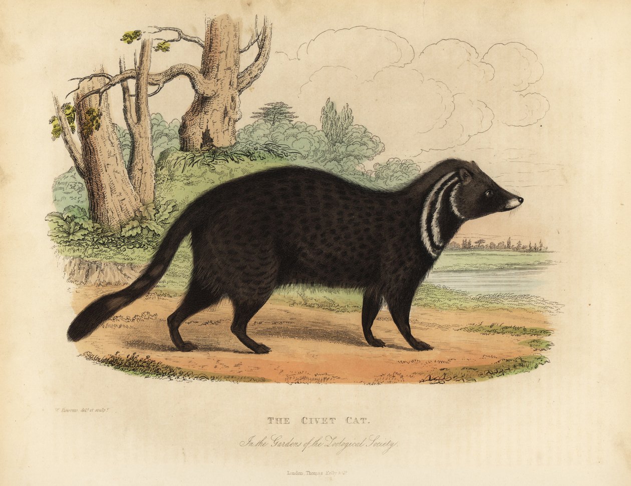 Afrikansk sivet, Civettictis civetta. av William Smellie
