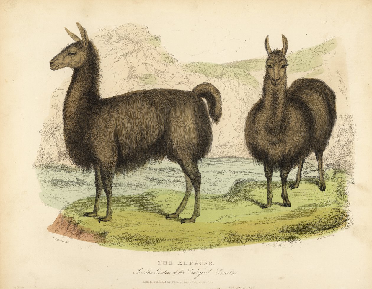 Alpakka, Vicuna pacos. av William Smellie