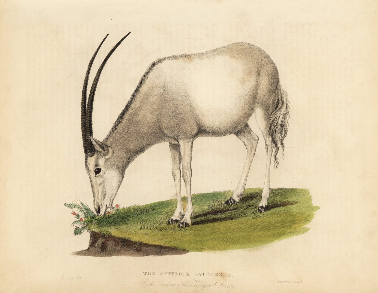 Arabisk oryx eller hvit oryx, Oryx leucoryx. Sårbar. av William Smellie