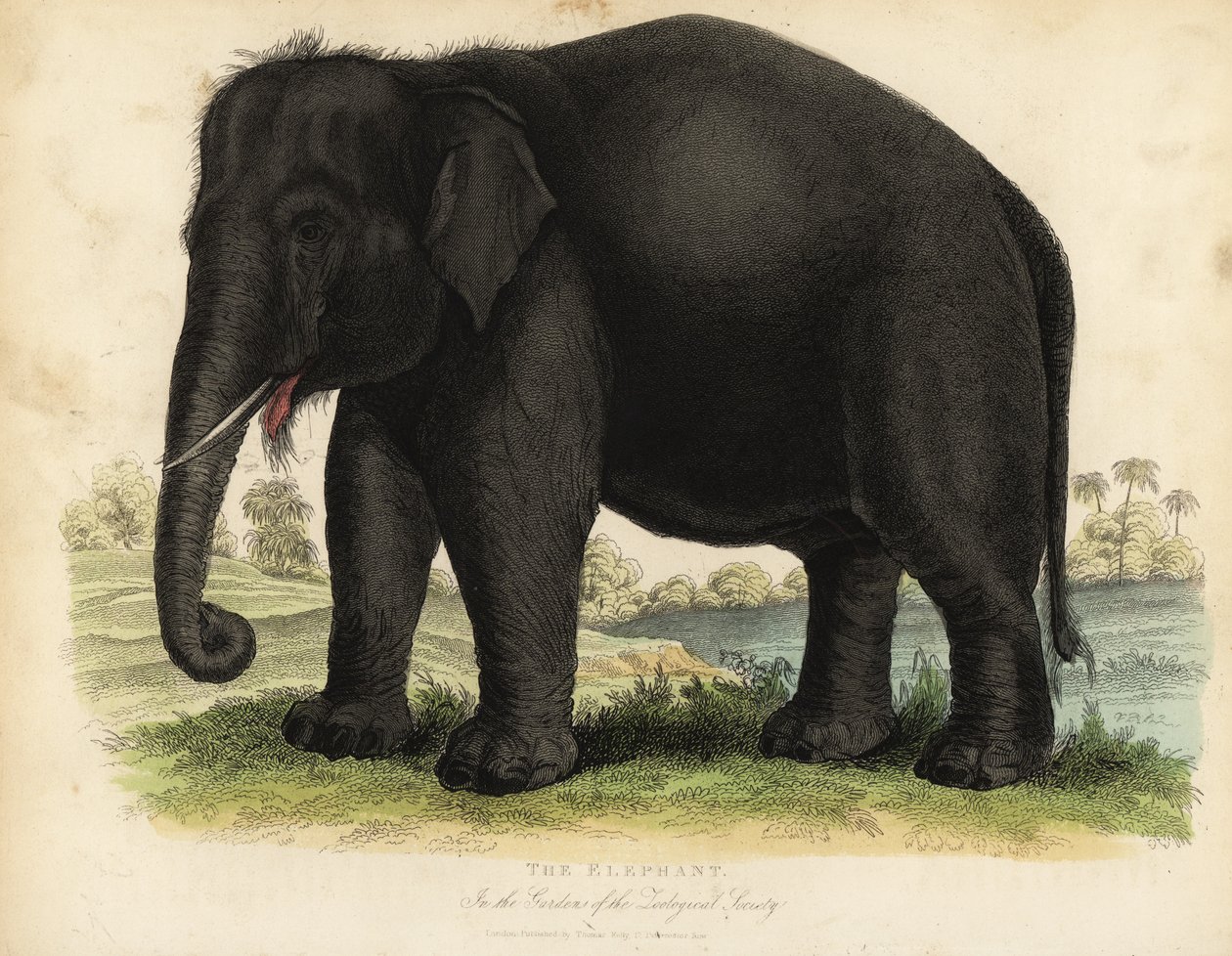 Asiatisk elefant, Elephas maximus, truet. av William Smellie