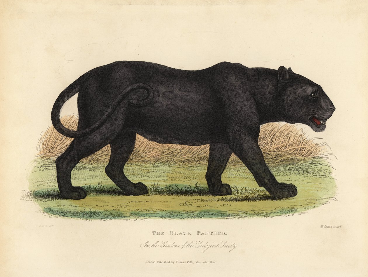 Black Panther, Panthera pardus og Panthera onca. av William Smellie