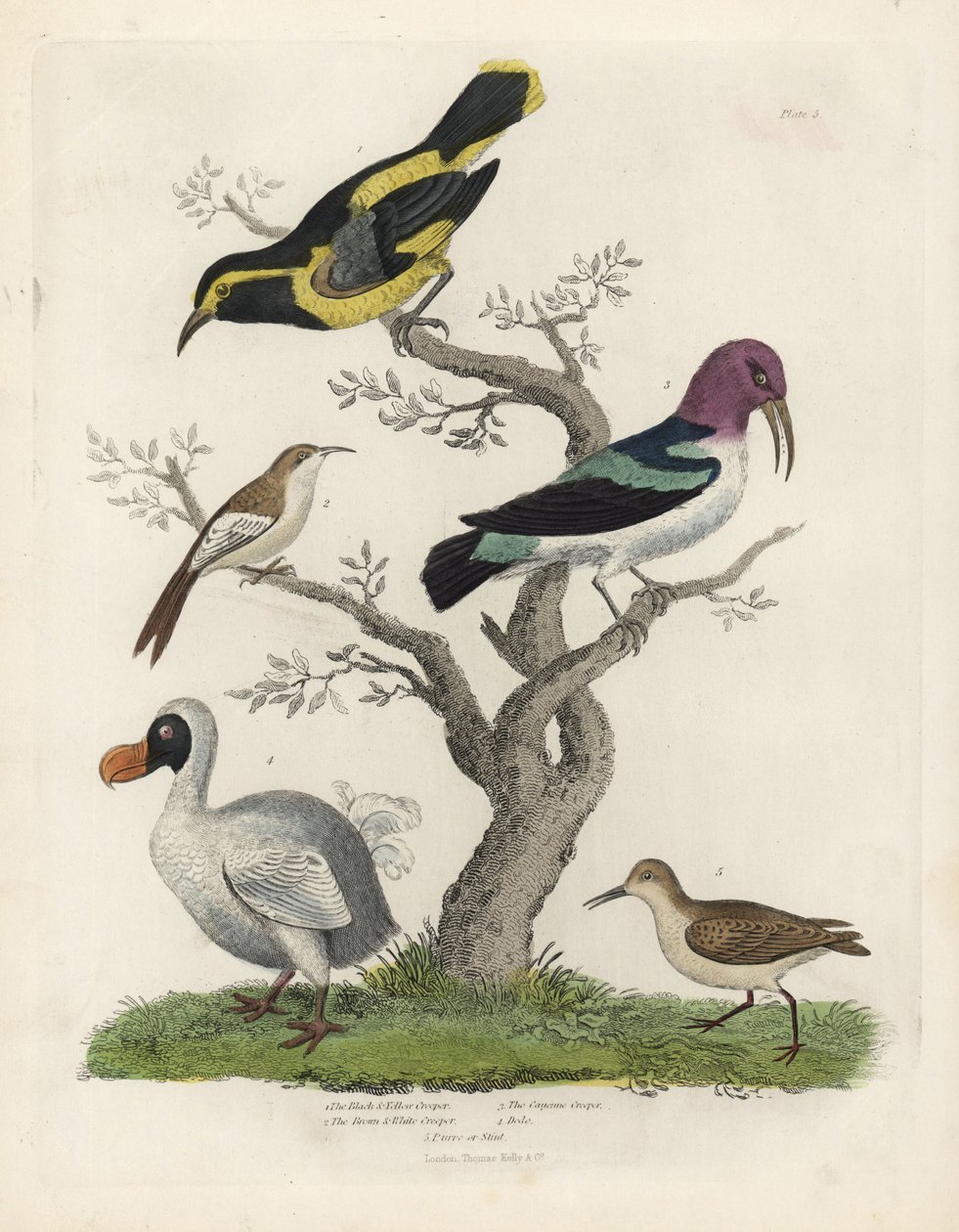 Svart og gul creeper, brun og hvit creeper, Certhia americana, Cayenne creeper, Dacnis cayana, Dodo, Raphus cucullatus og purre eller stint, Calidris alpina. Håndfarget kobberstikk av en ukjent kunstner fra William Smellies Natural Histo av William Smellie