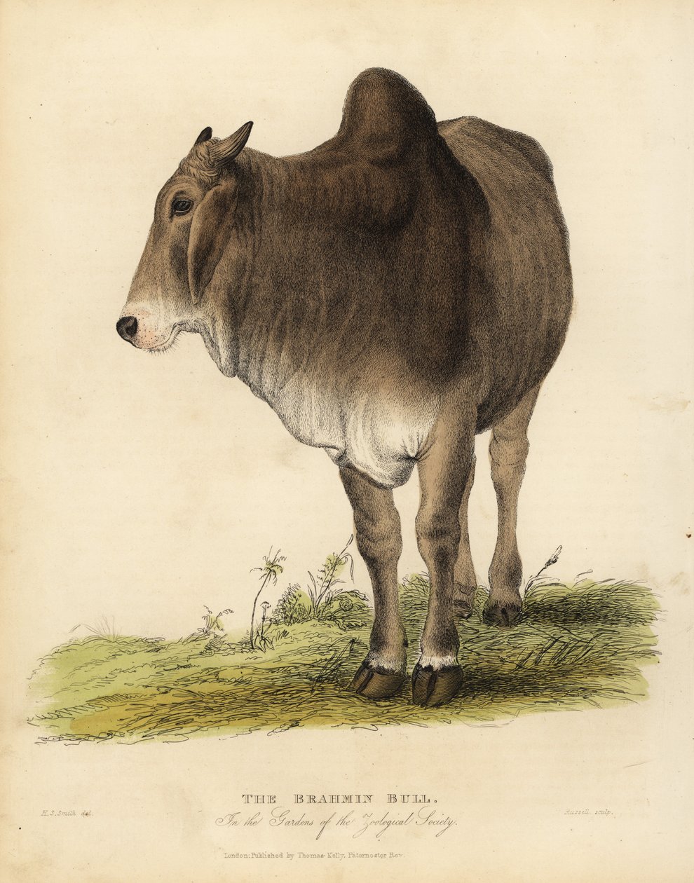 Brahma-rase av zebu storfe, Bos taurus indicus. av William Smellie