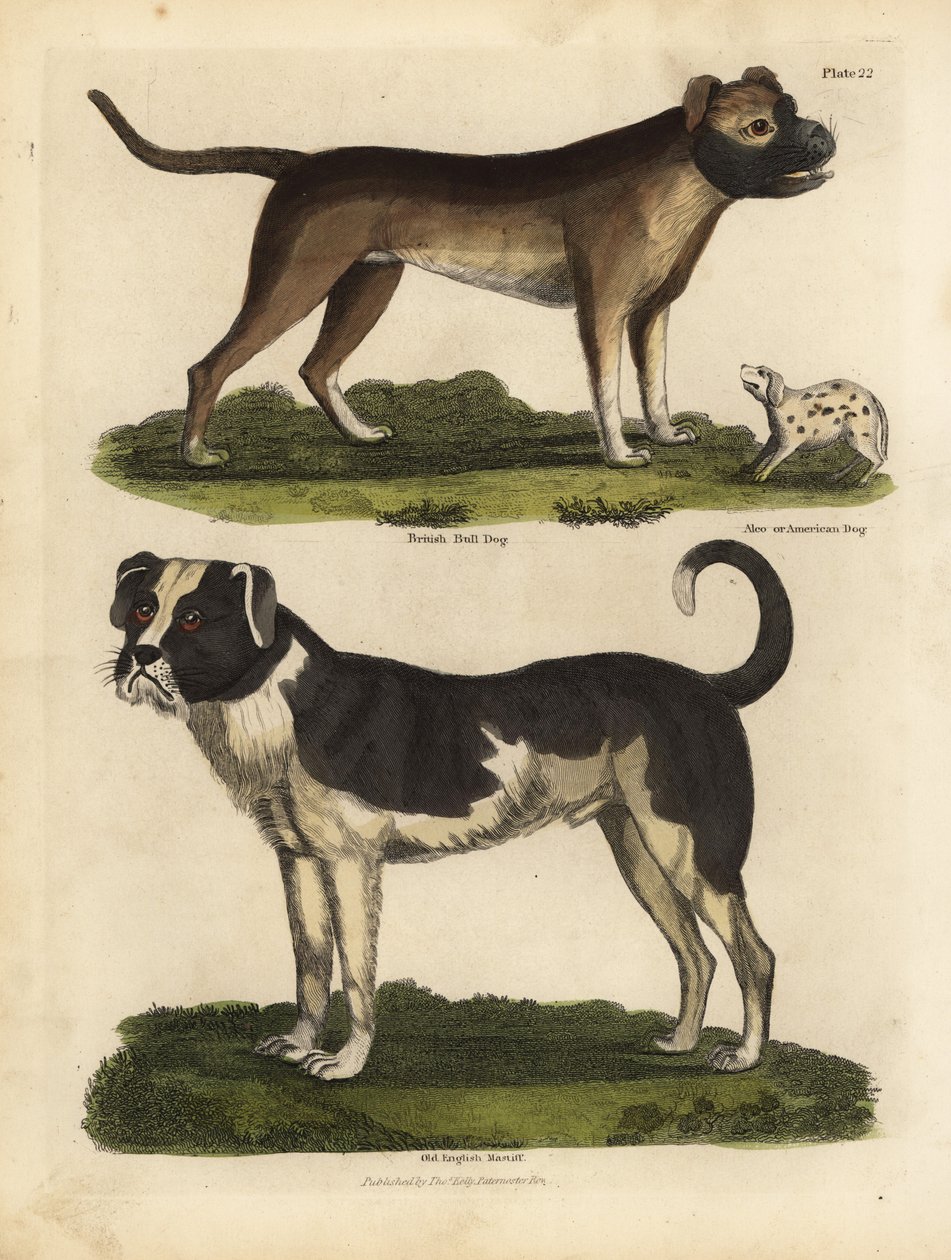 Hunderaser, Canis lupus familiaris. av William Smellie