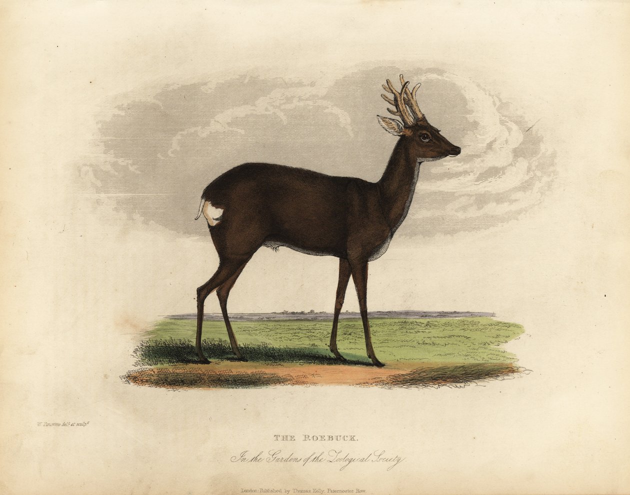 Europeisk rådyr, Capreolus capreolus. av William Smellie