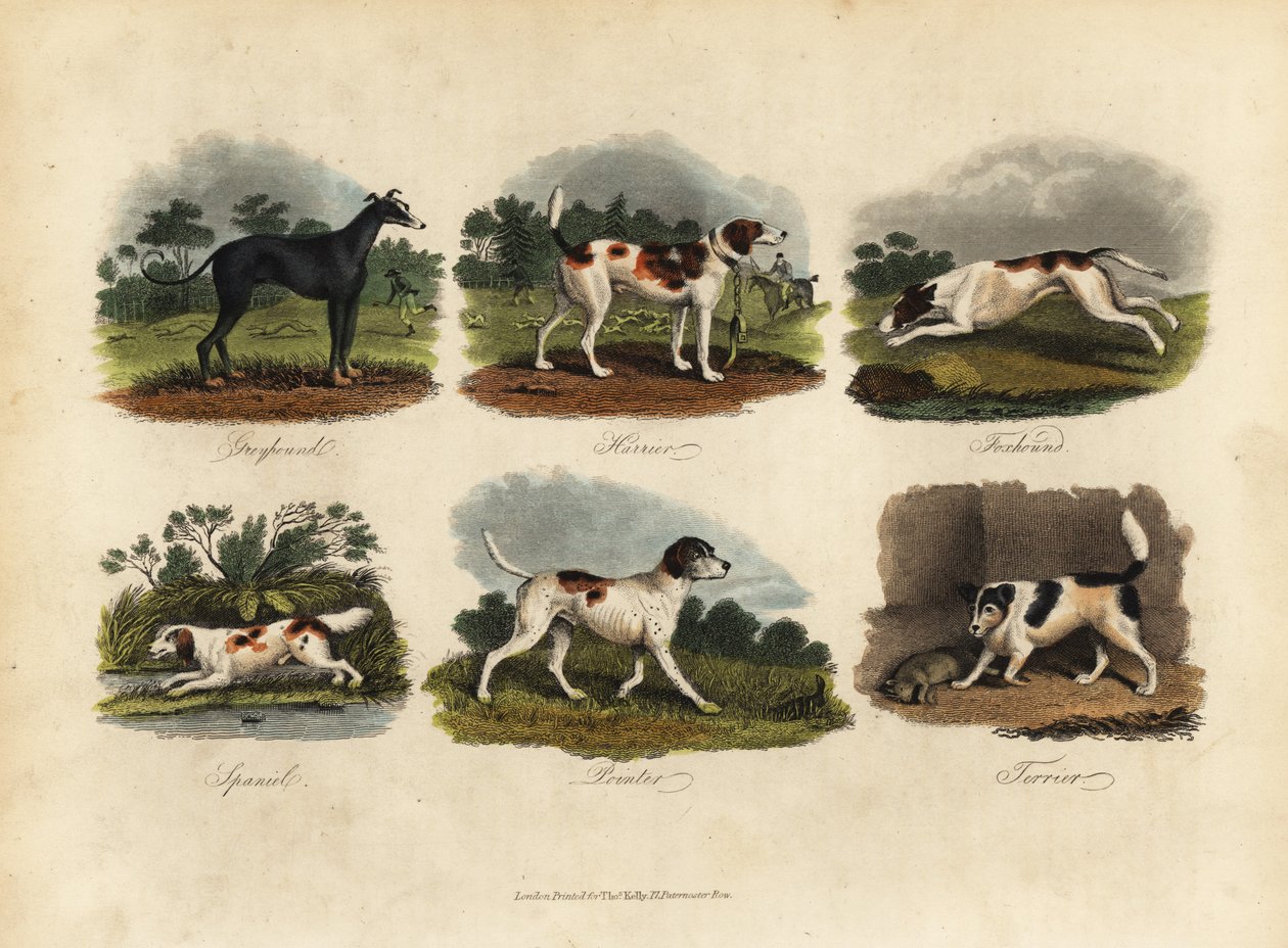 Greyhound, Harrier, Foxhound, Spaniel, Pointer, Terrier. av William Smellie