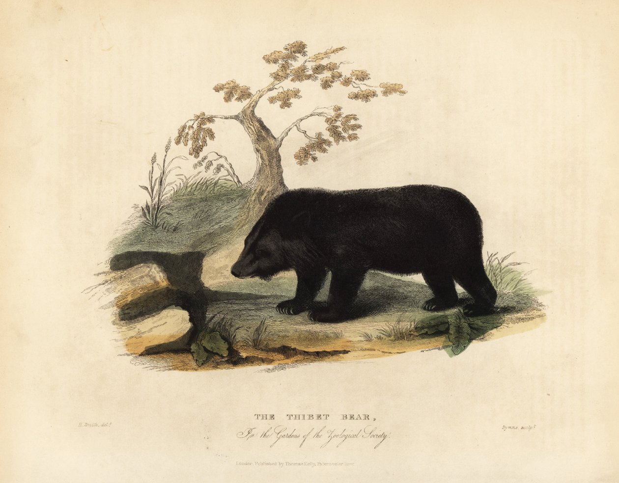Himalayas svartbjørn, Ursus thibetanus laniger. av William Smellie