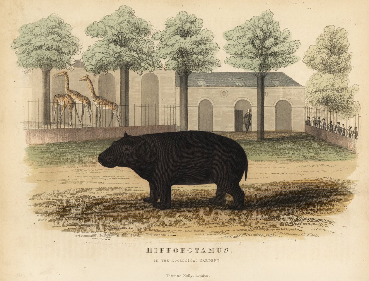 Flodhest eller flodhest, Hippopotamus amphibius. av William Smellie