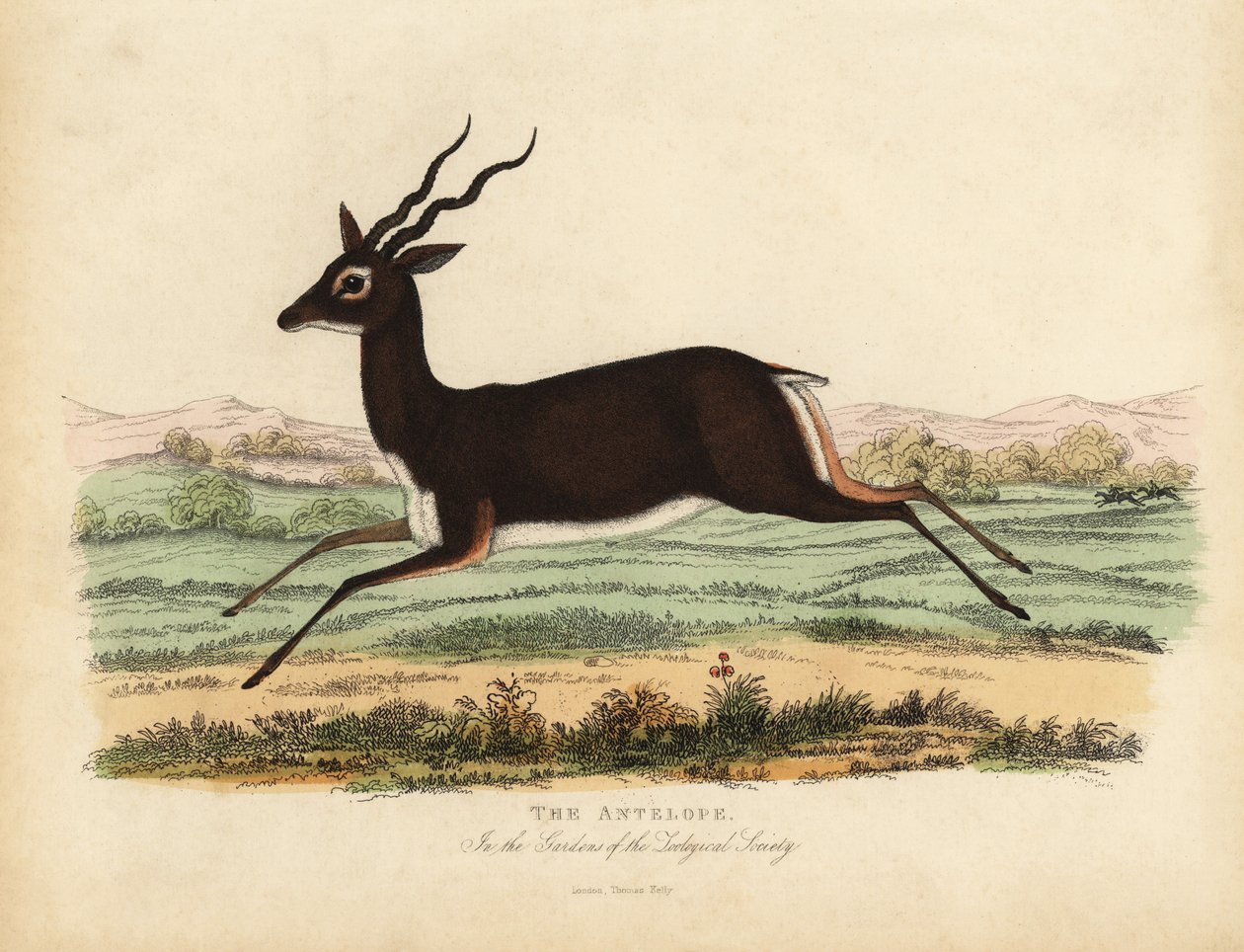 Indisk antilope eller svartbukk, Antilope cervicapra. av William Smellie