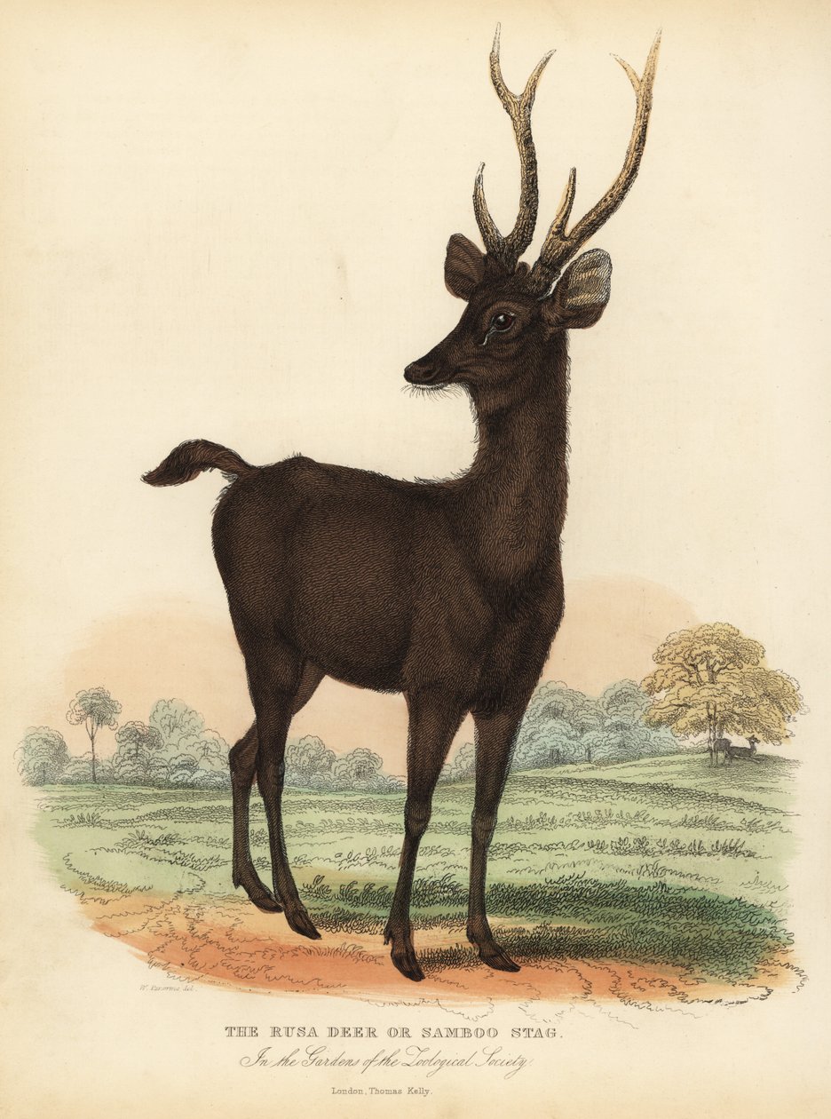 Javan Rusa Ora Sunda Sambar Deer, Rusa Timorensis. Sårbar. av William Smellie