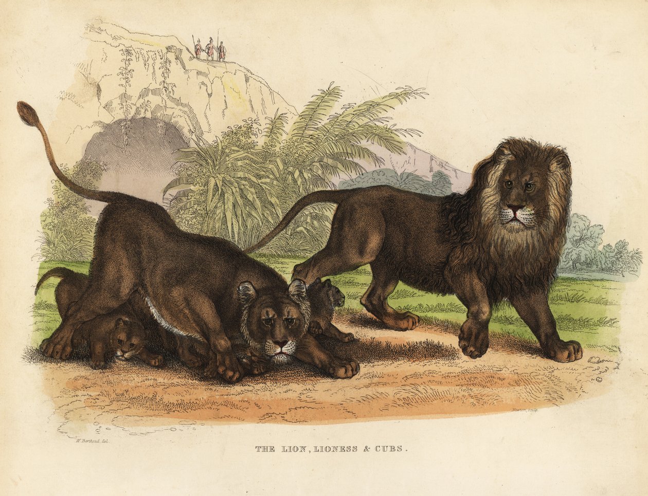 Løve, løvinne og unger, Panthera leo. av William Smellie