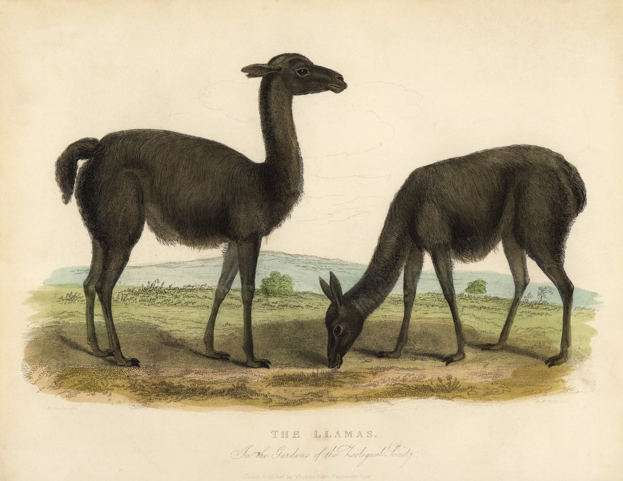Lama, Lama glama. av William Smellie