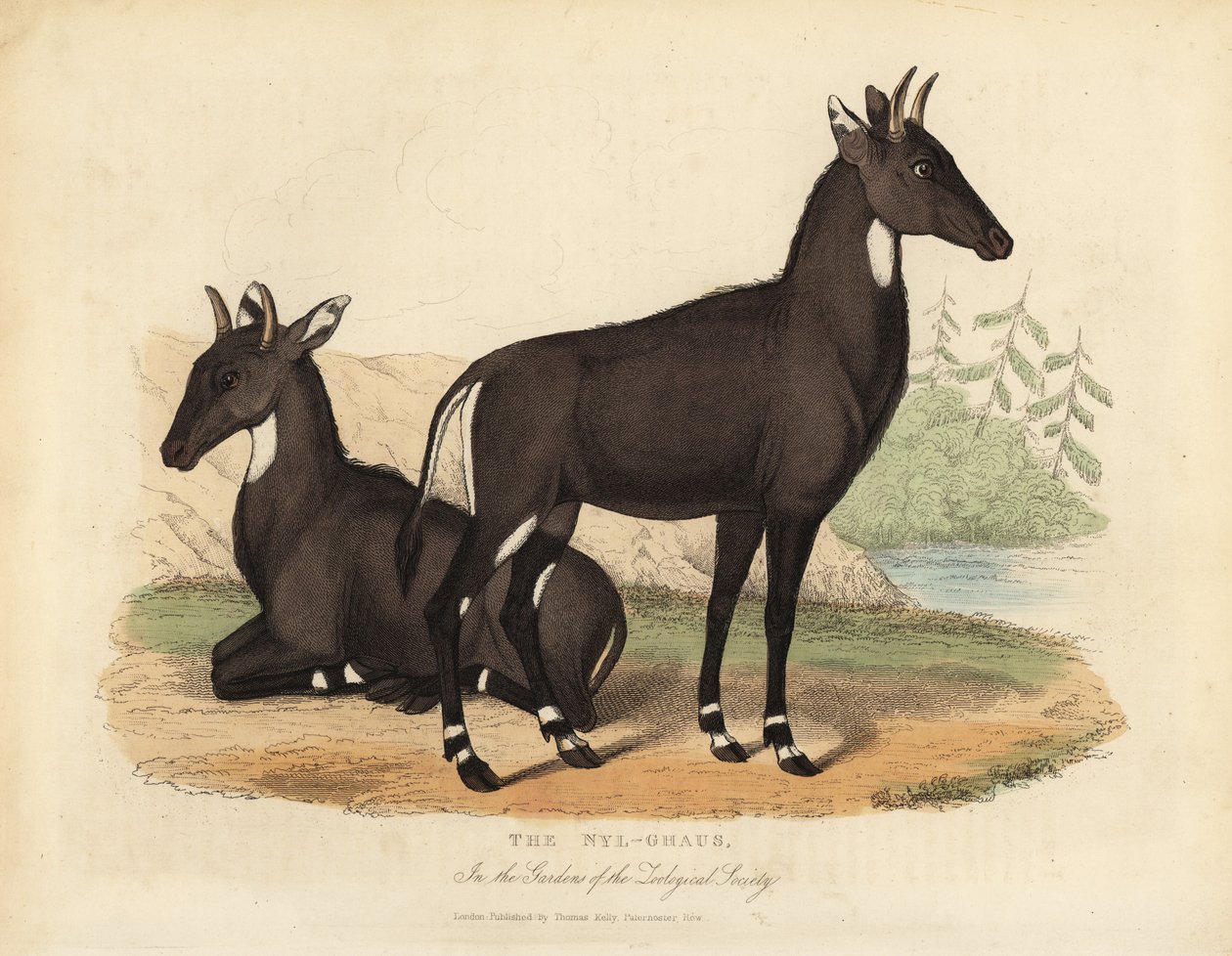 Nilgai eller blå okse, Boselaphus tragocamelus. av William Smellie