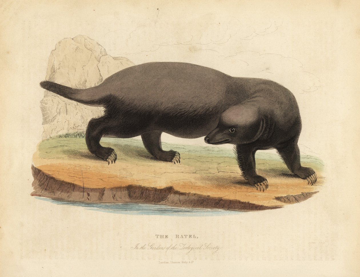 Ratel eller honninggrevling, Mellivora capensis. av William Smellie