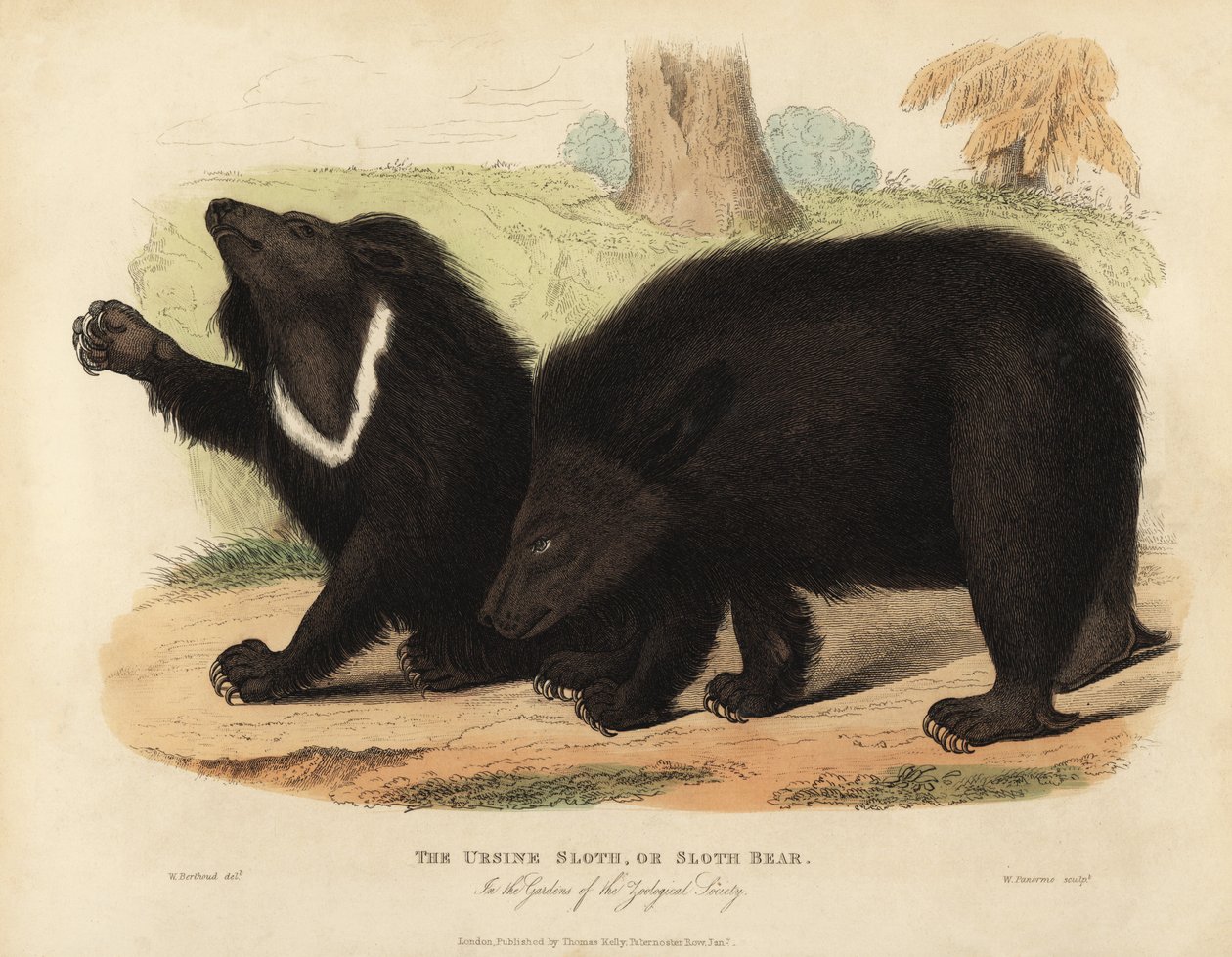 Dovendyrbjørn, Melursus ursinus. Sårbar. av William Smellie