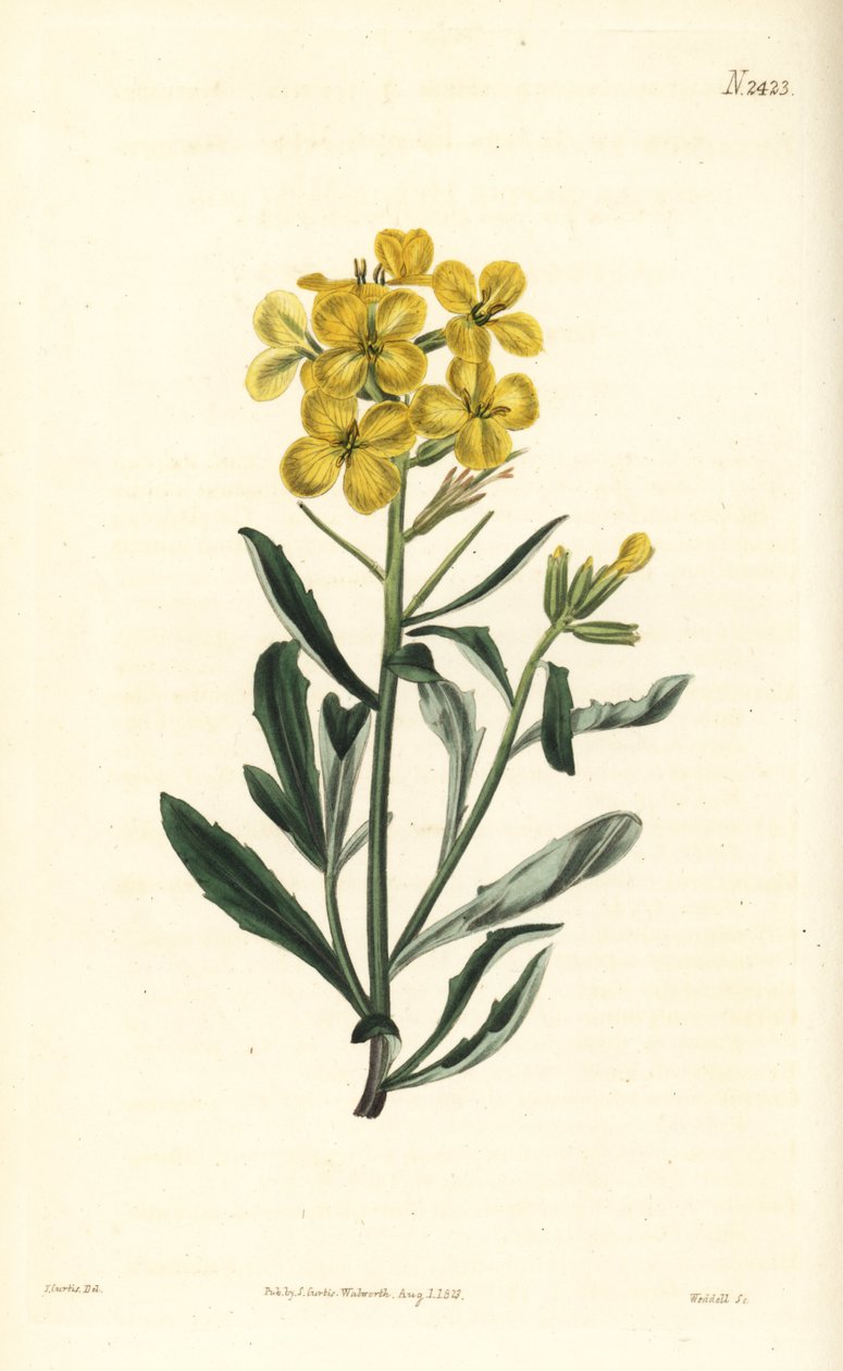 Stinkende veggblomst, Erysimum odoratum (Søttduftende alpehekksennep, Erysium lanceolatum minus). Håndfarget kobberstikk av Weddell etter en botanisk illustrasjon av John Curtis fra William Curtis