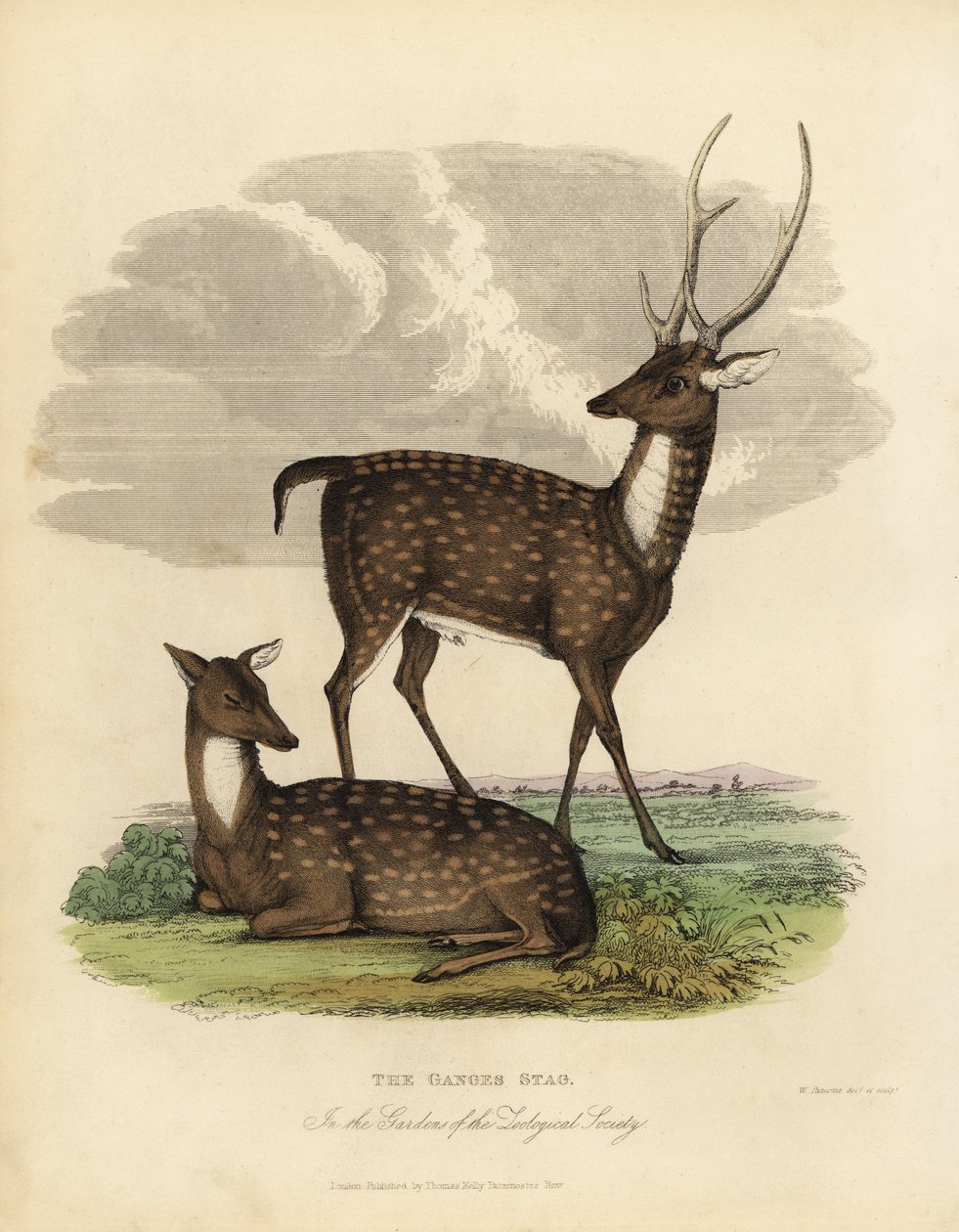Sumphjort eller løve, Rucervus duvaucelii. av William Smellie