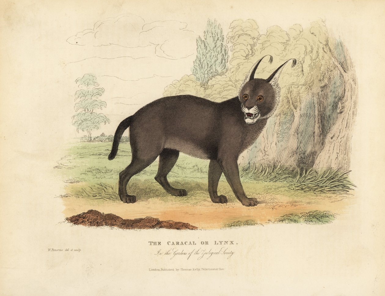 Caracal eller gaupe. av William Smellie