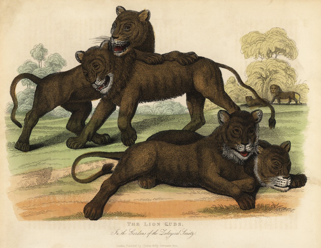 Løveungene i Zoologisk Forenings hager. av William Smellie