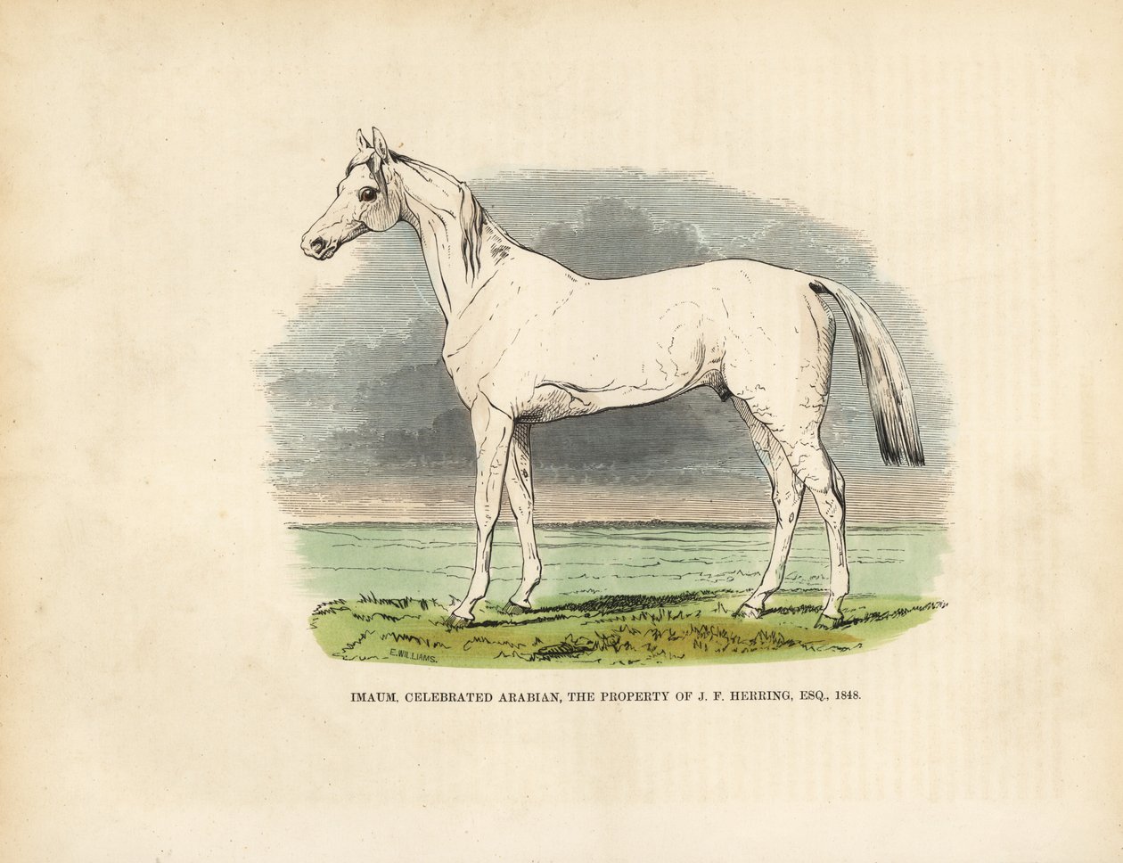 Fullblods arabisk hest Imaum. av William Smellie