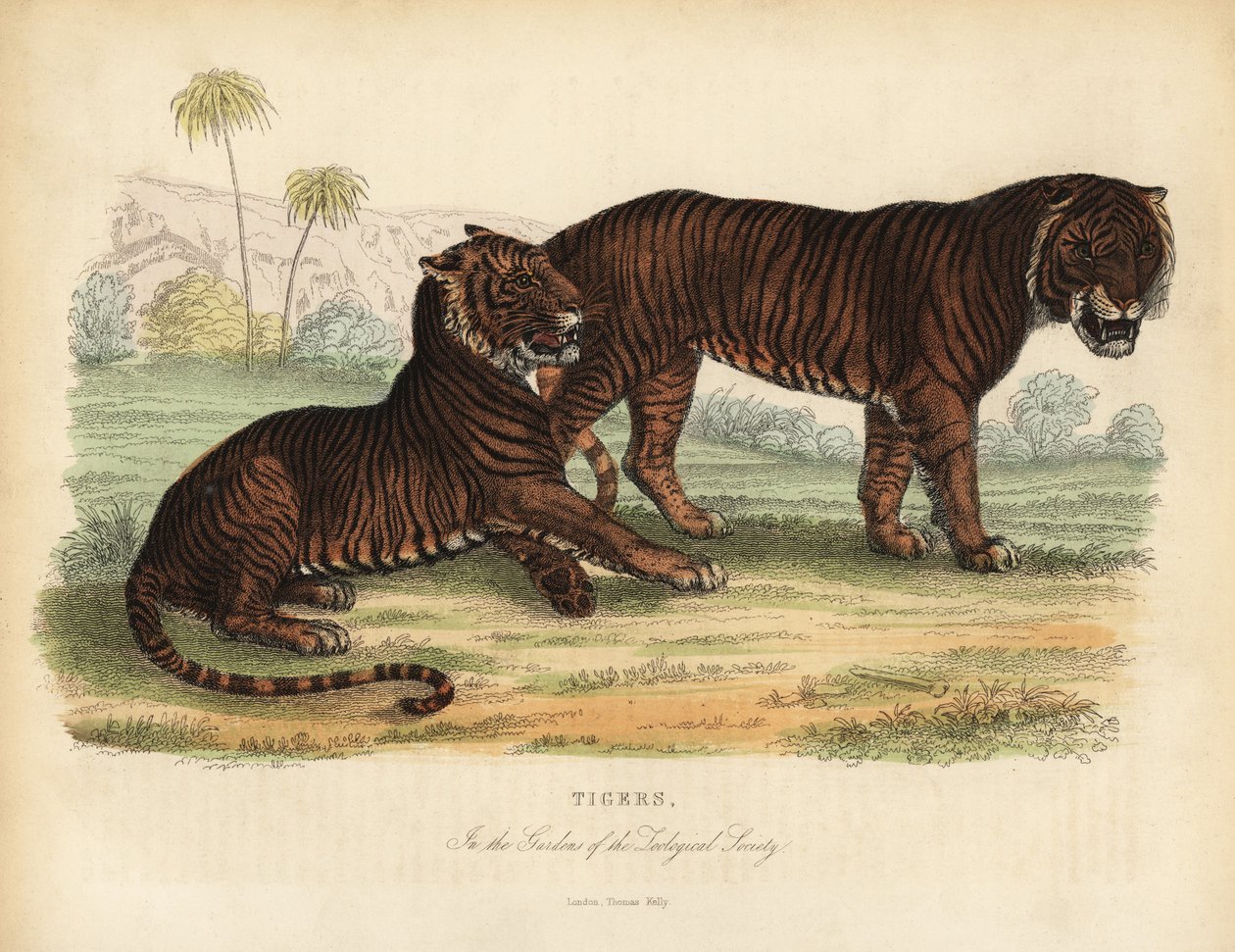 Tiger, Panthera tigris, truet. av William Smellie