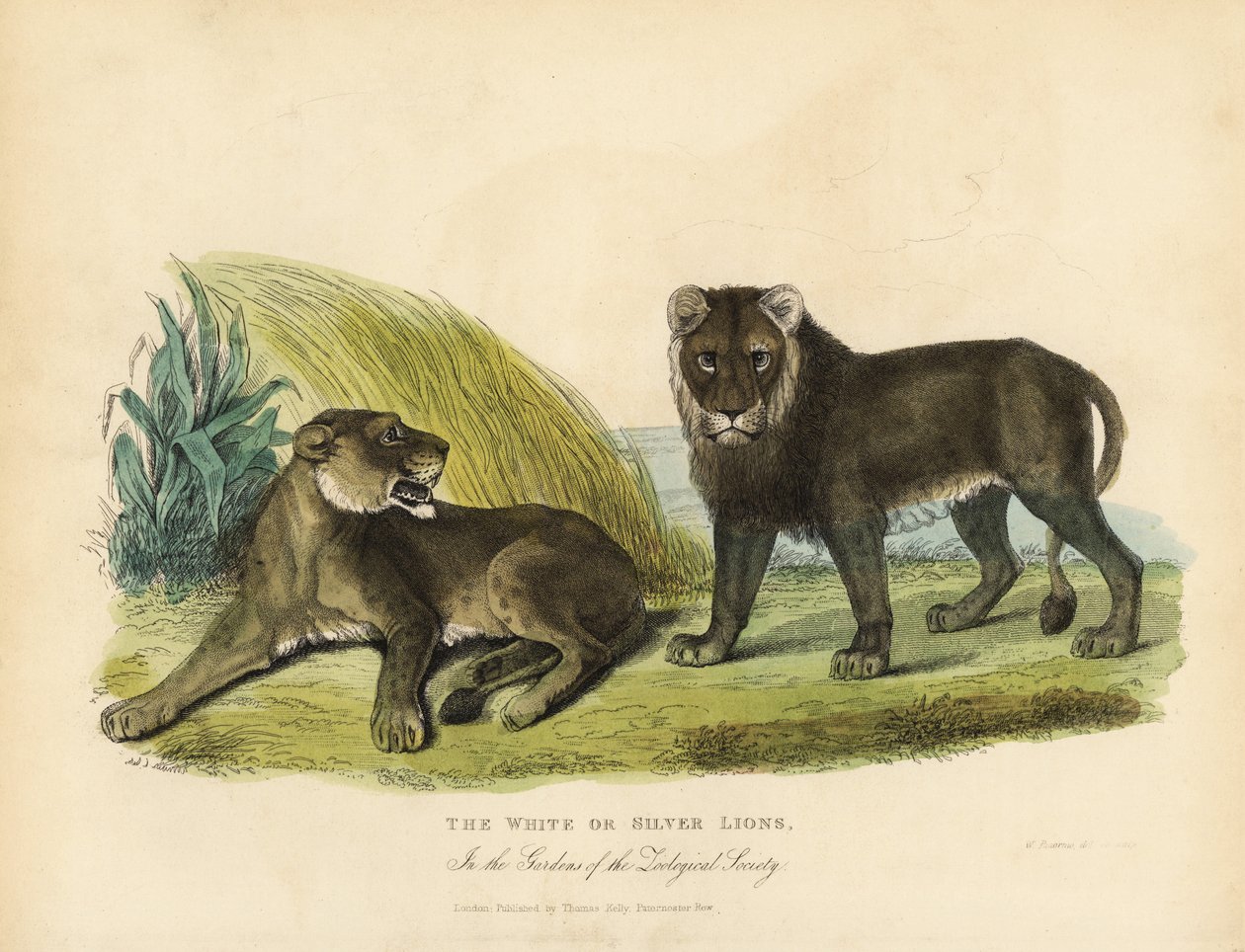 Hvite eller sølvløver, Panthera leo melanochaita. av William Smellie