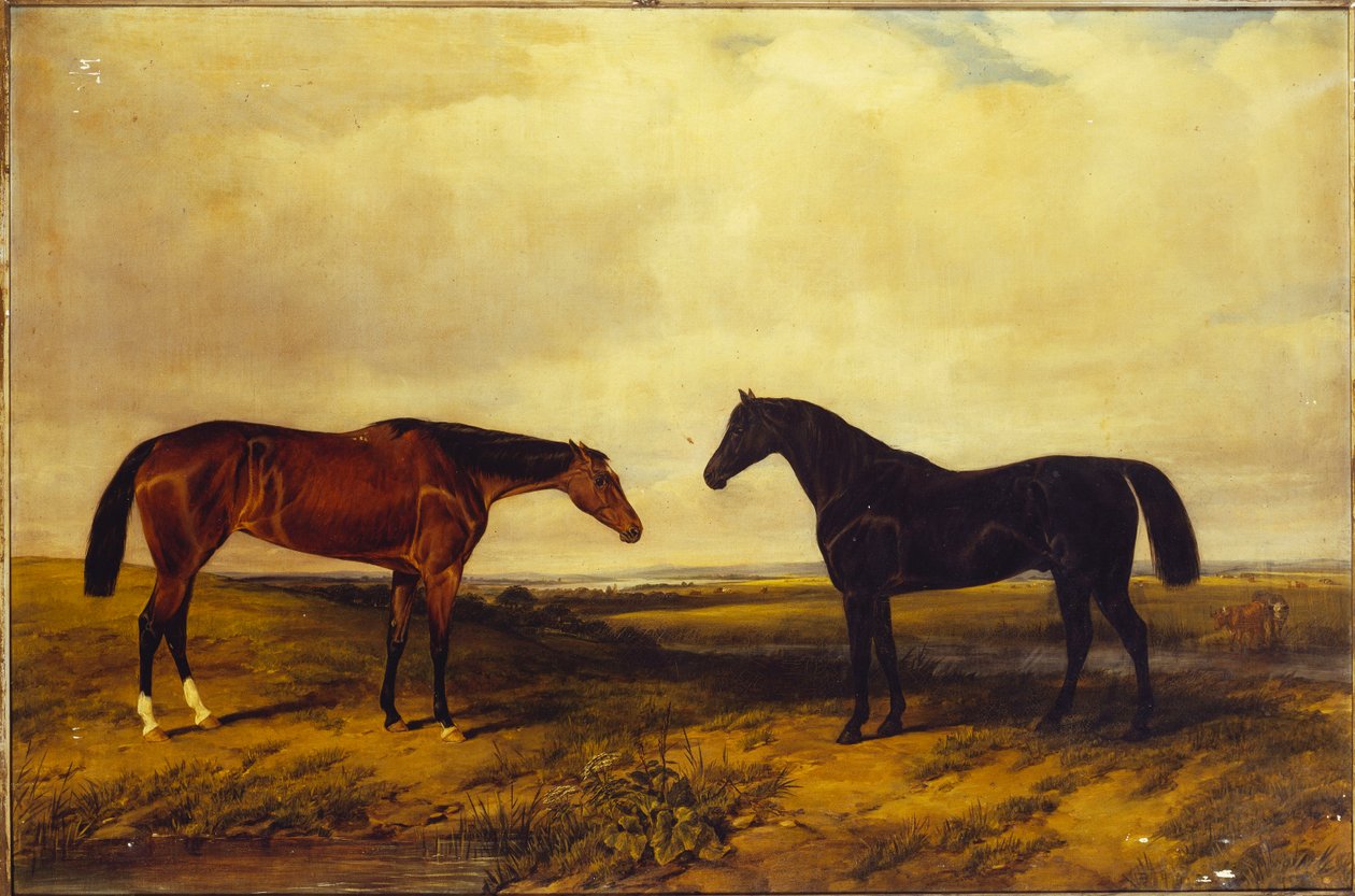 The Earl of Granards lyse bukthoppføll og mørkbrune hingst, 1885 av William Snr. Luker