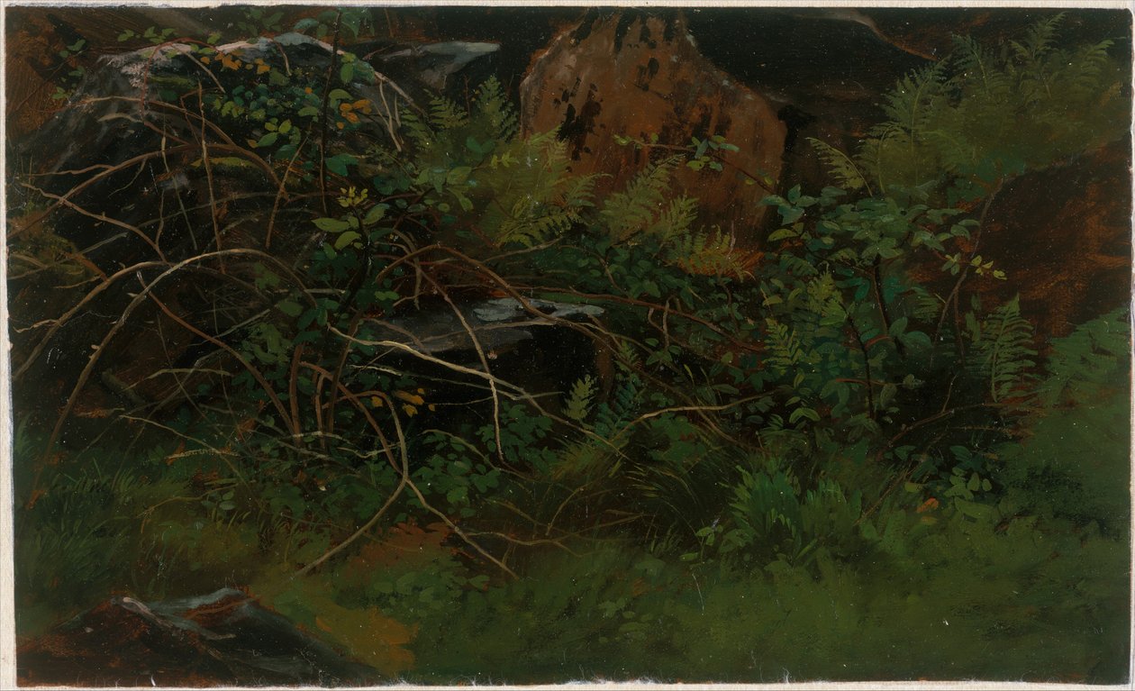 Studie fra naturen av William Stanley Haseltine