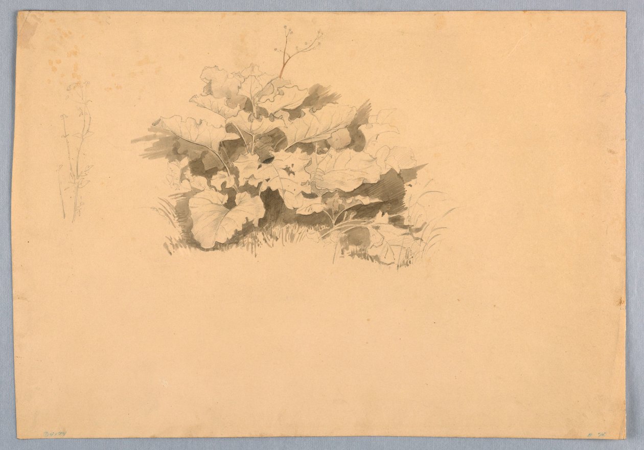Studie av løvverk av William Stanley Haseltine