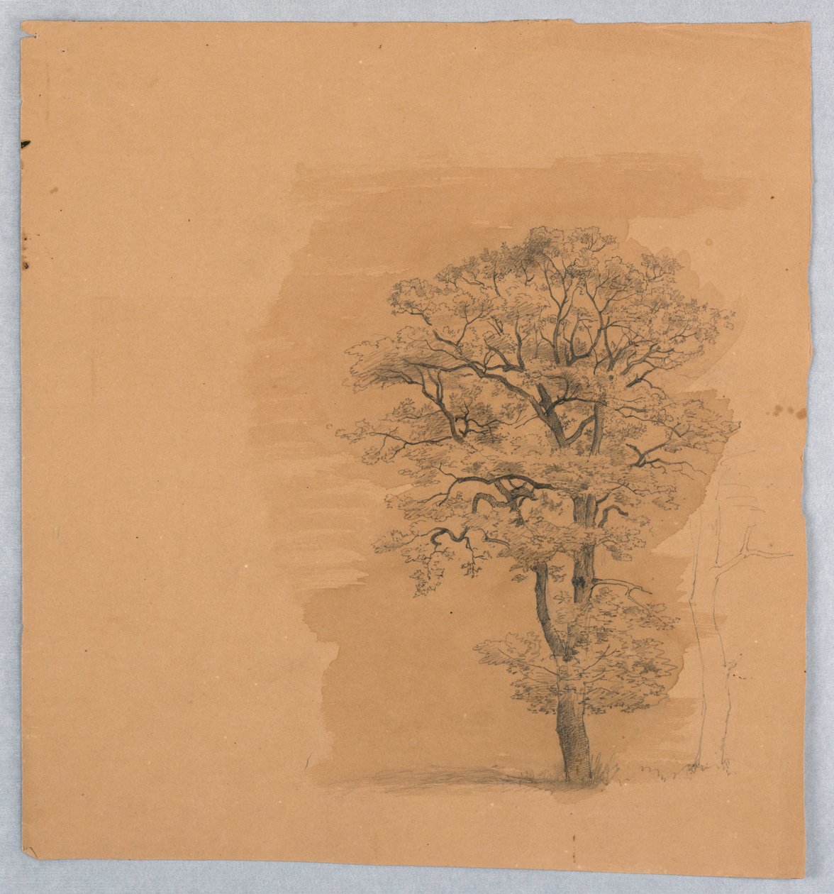 Studie av løvverk av William Stanley Haseltine