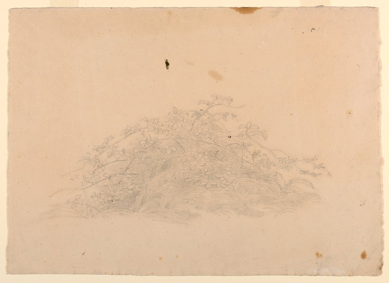 Studie av løvverk av William Stanley Haseltine