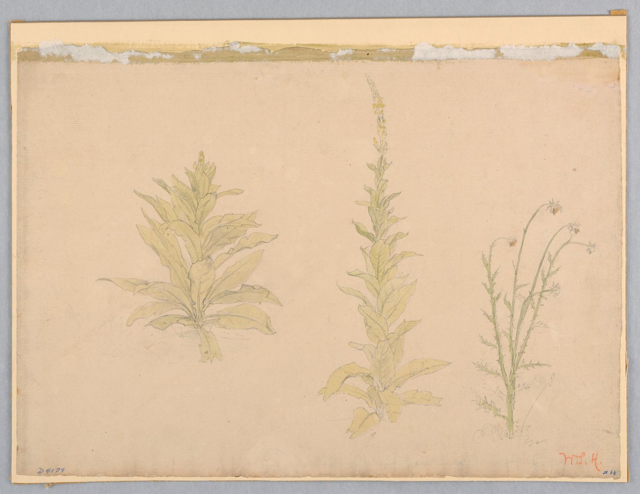 Studie av mulleinplanter av William Stanley Haseltine