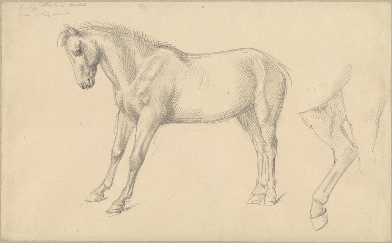 Studier av en ponni av William Strutt