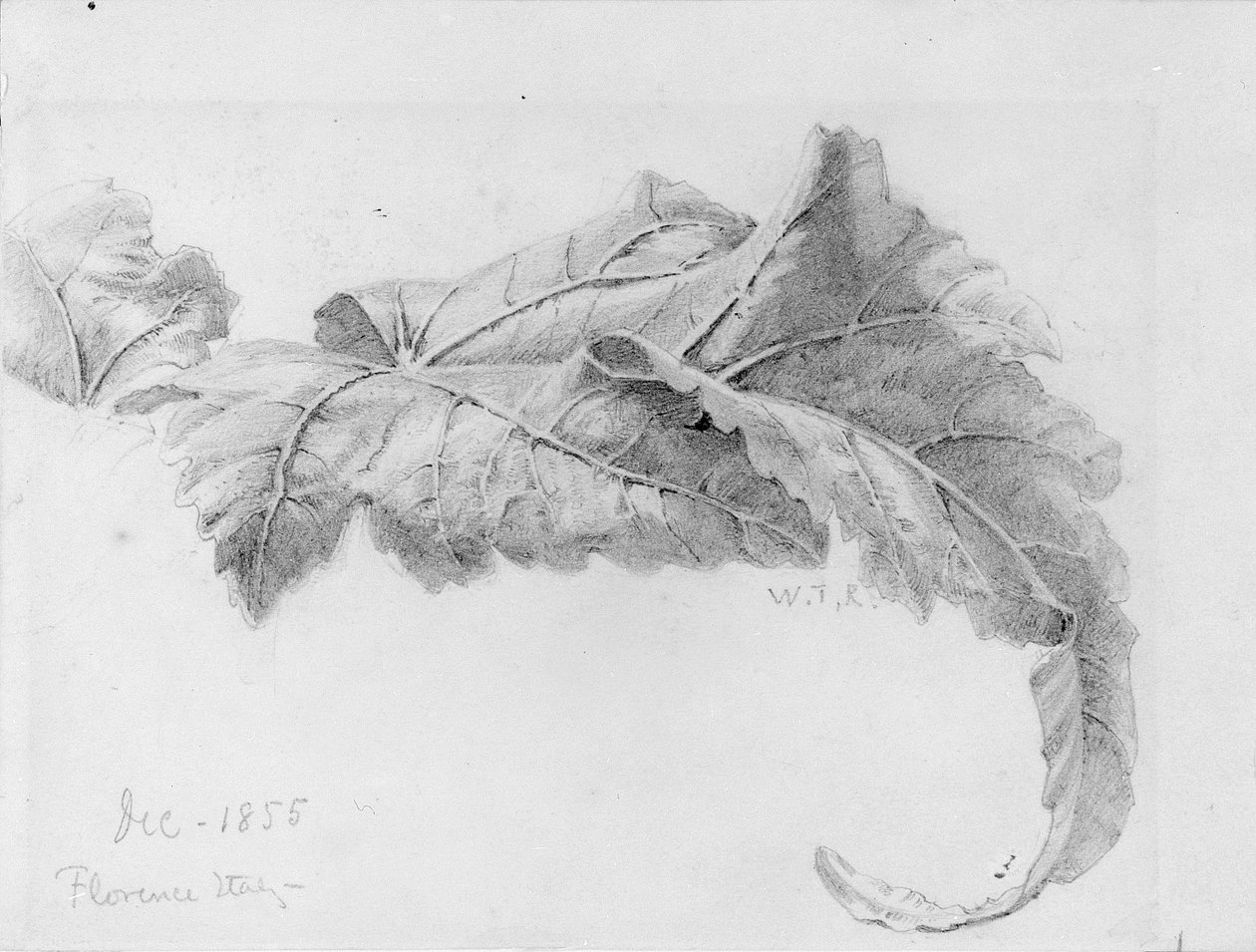 Blader av William Trost Richards