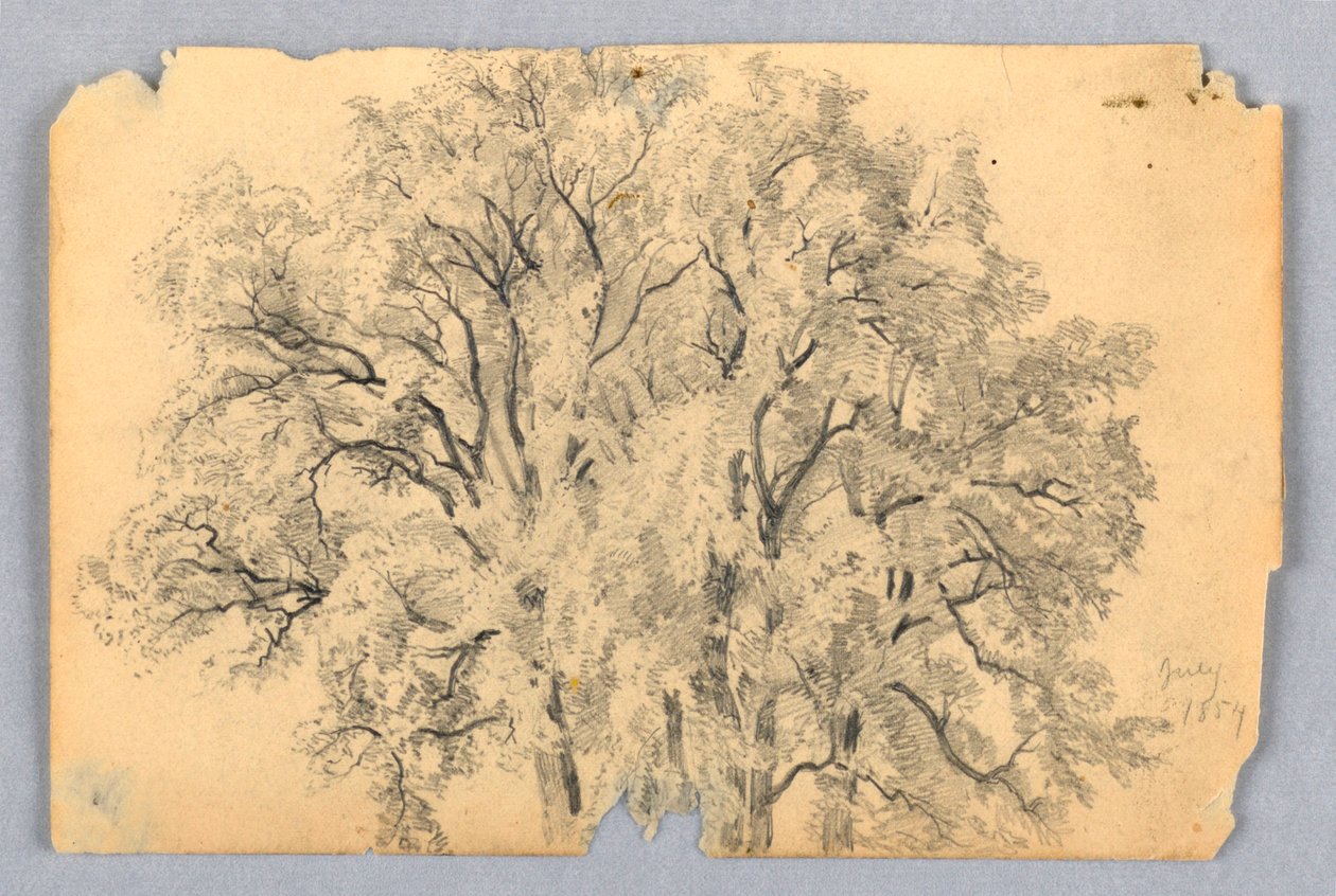 Studie av almetre av William Trost Richards