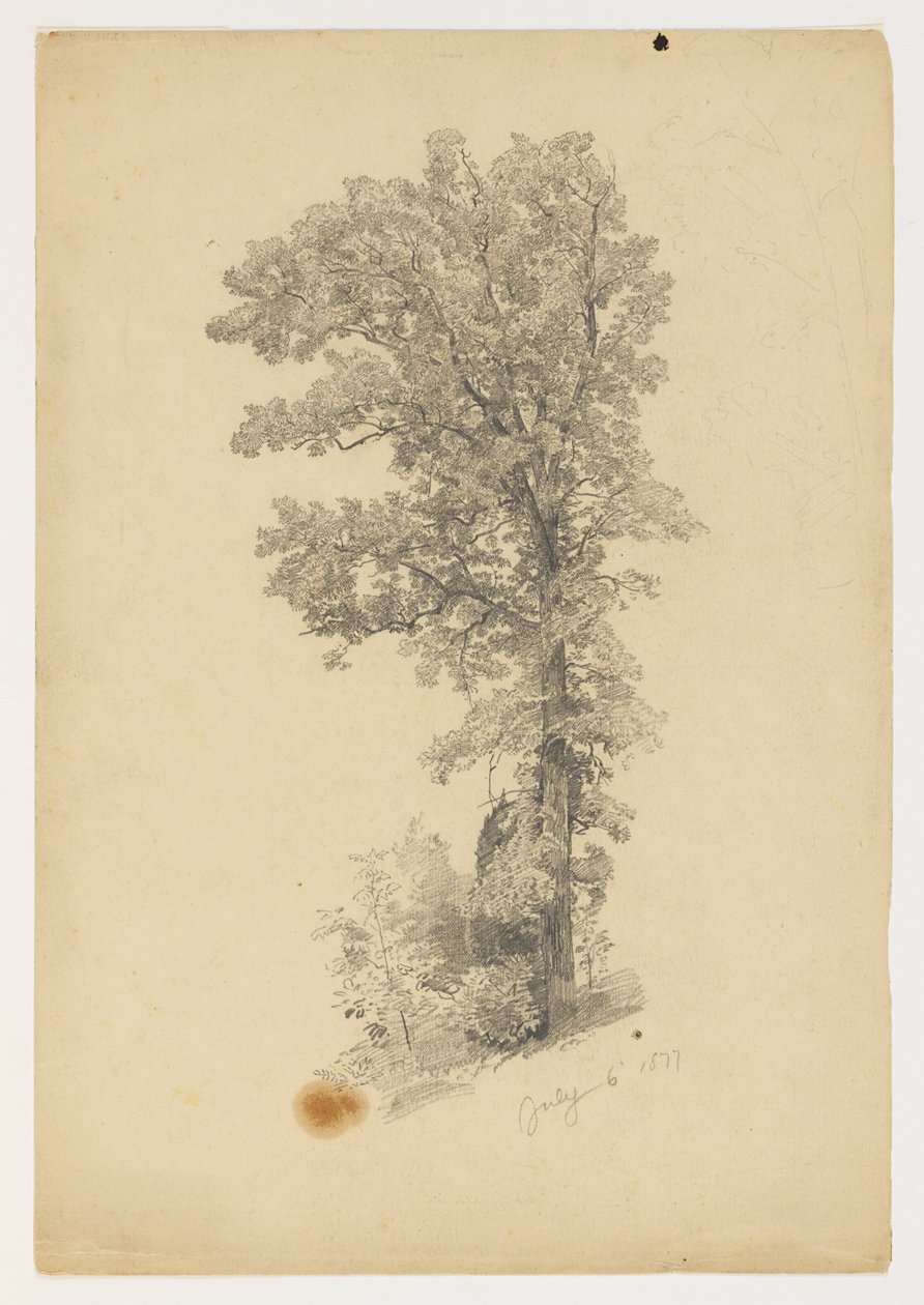 Studie av løvverk av William Trost Richards