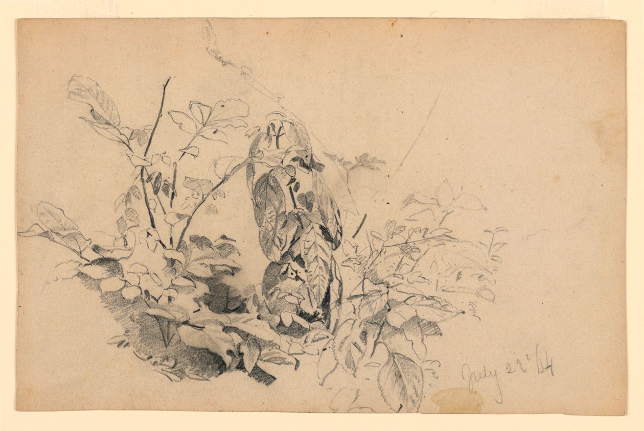 Studie av løvverk av William Trost Richards