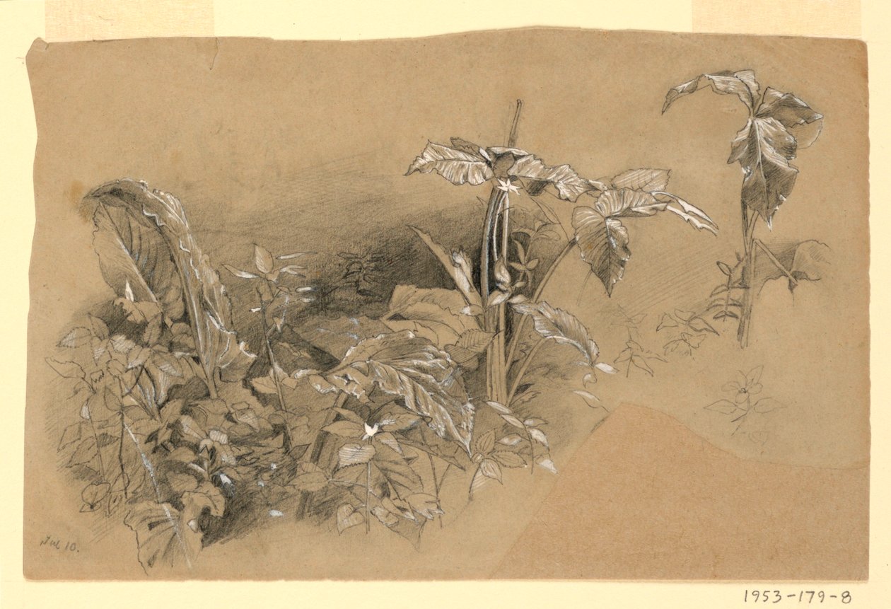 Studie av løvverk av William Trost Richards
