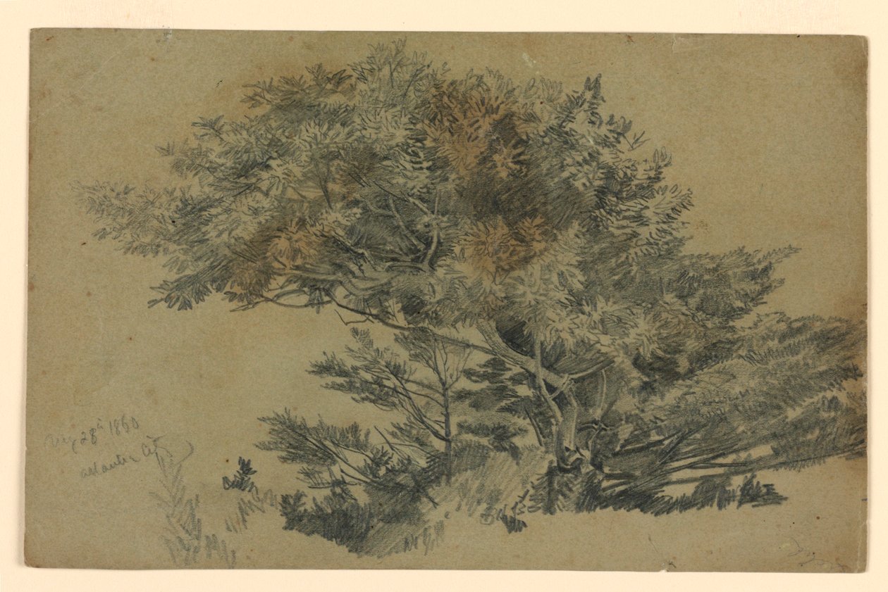 Studie av løvverk av William Trost Richards