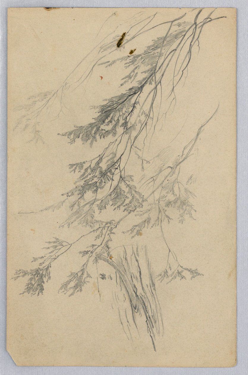 Studie av løvverk av William Trost Richards