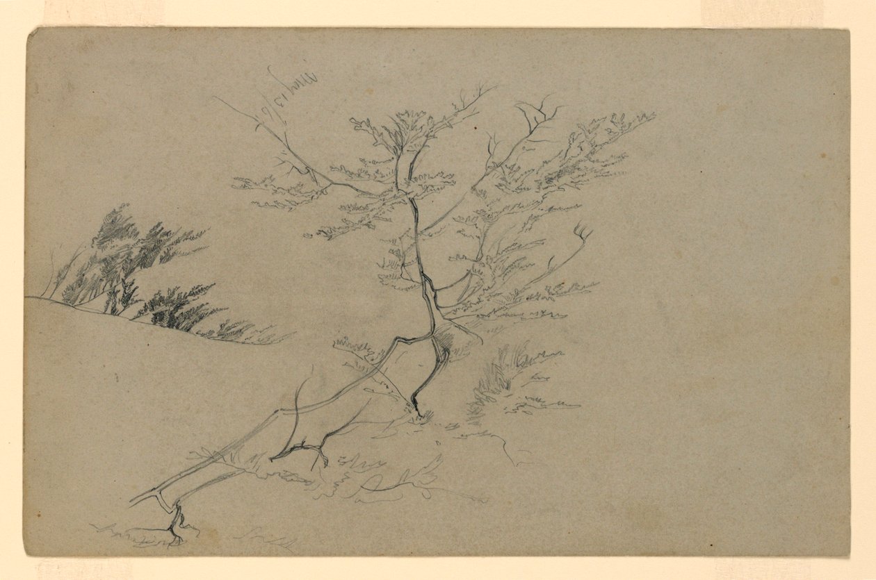 Studie av løvverk av William Trost Richards
