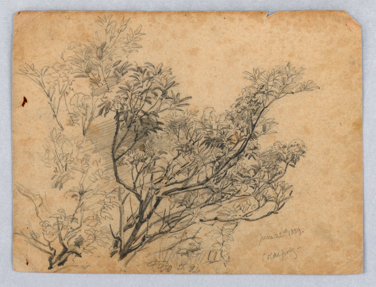 Studie av løvverk av William Trost Richards