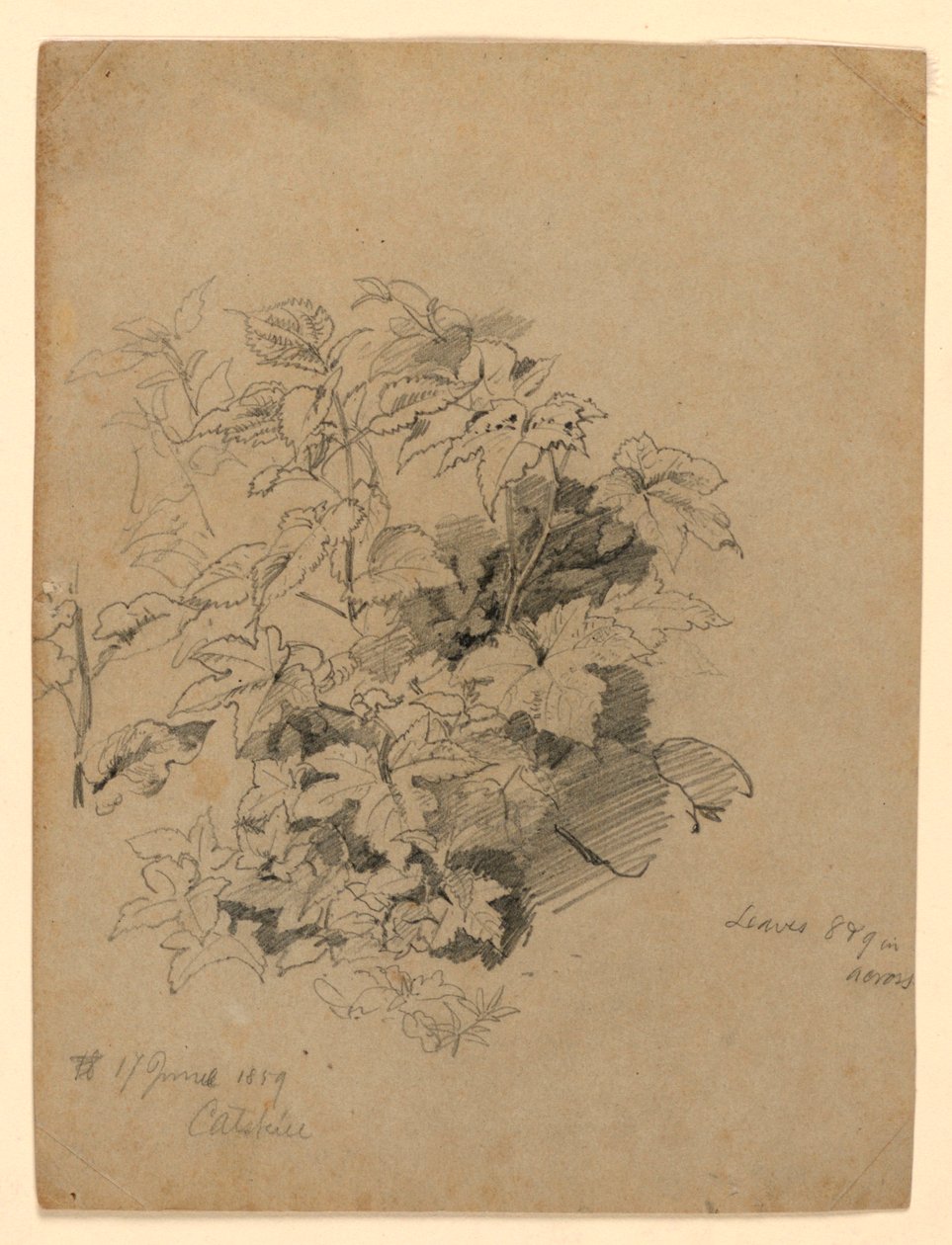 Studie av løvverk av William Trost Richards