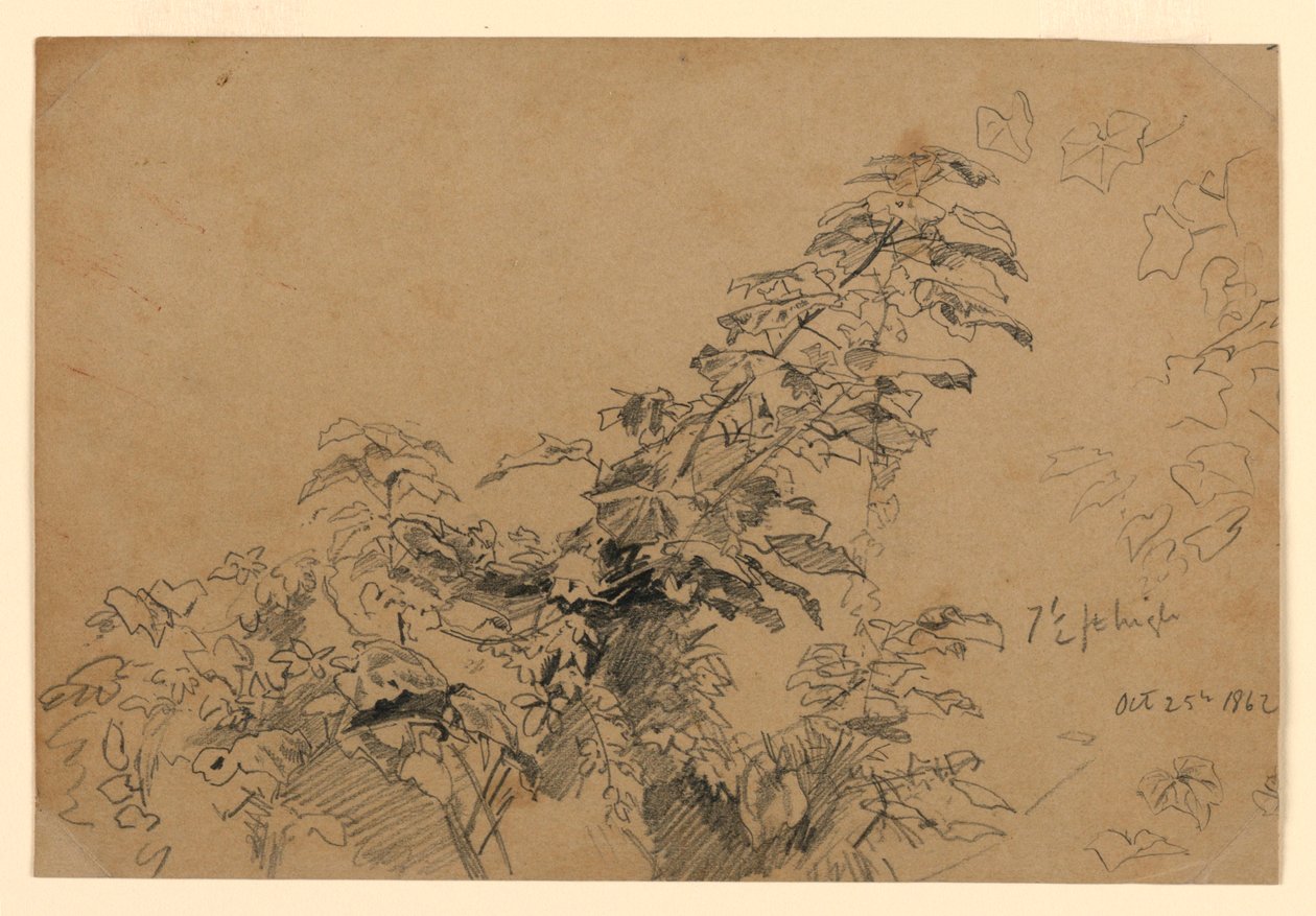 Studie av løvverk av William Trost Richards