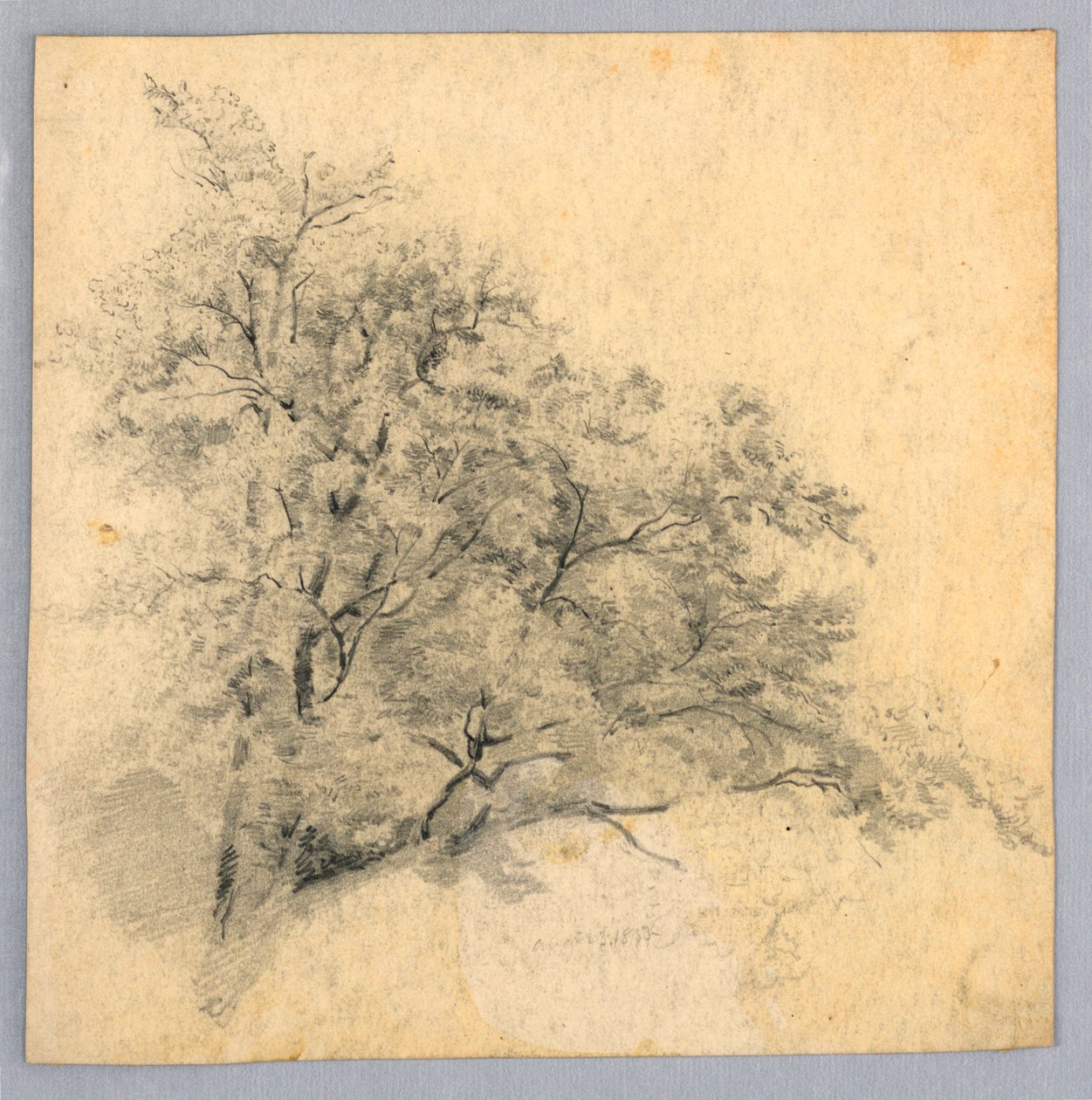 Studie av løvverk av William Trost Richards